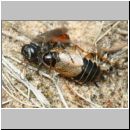 Tachysphex obscuripennis - Grabwespe w13c 9mm mit Schabe - Sandgrube Niedringhaussee.jpg